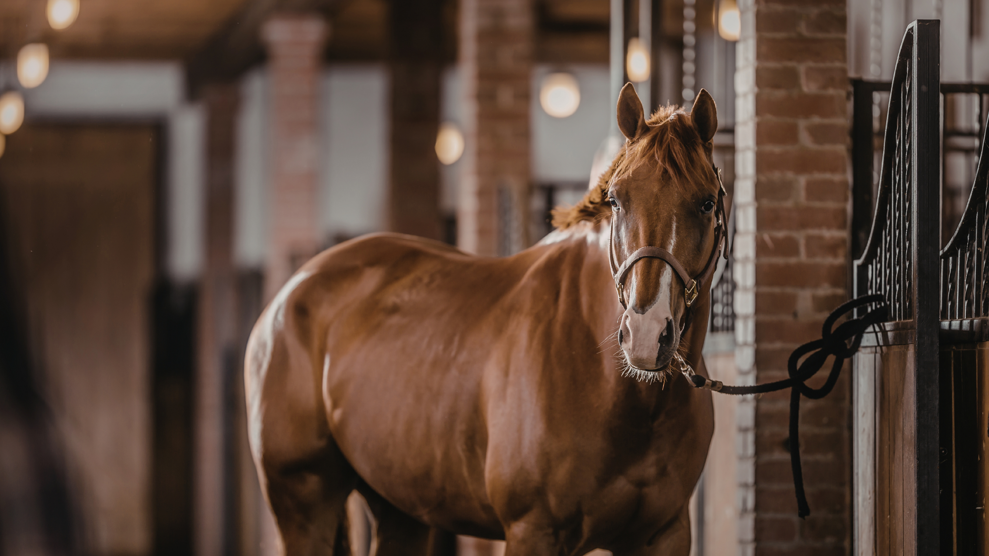 Beautiful equestrian stable interior