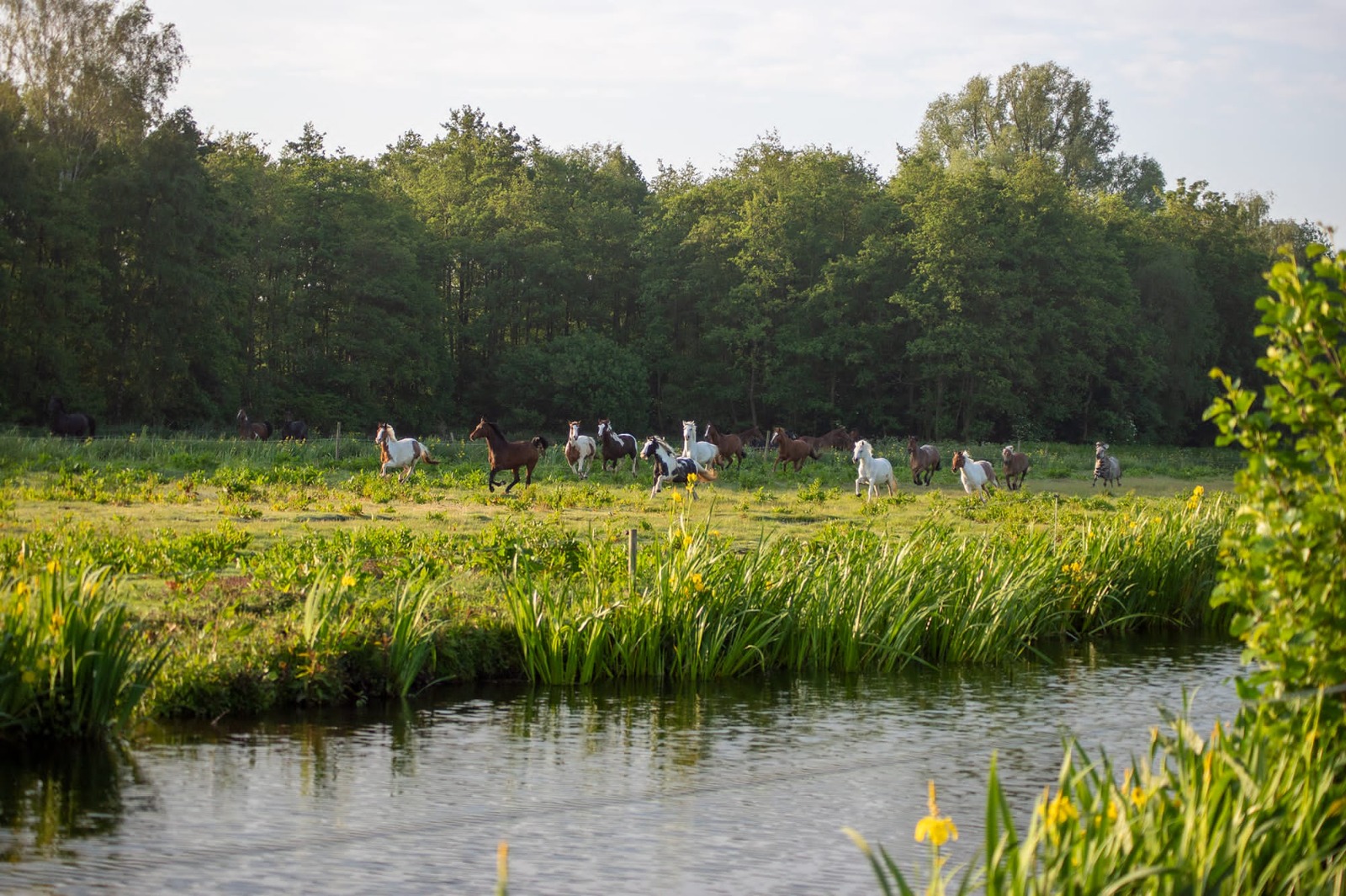 The Gouda Riding School - Image 4
