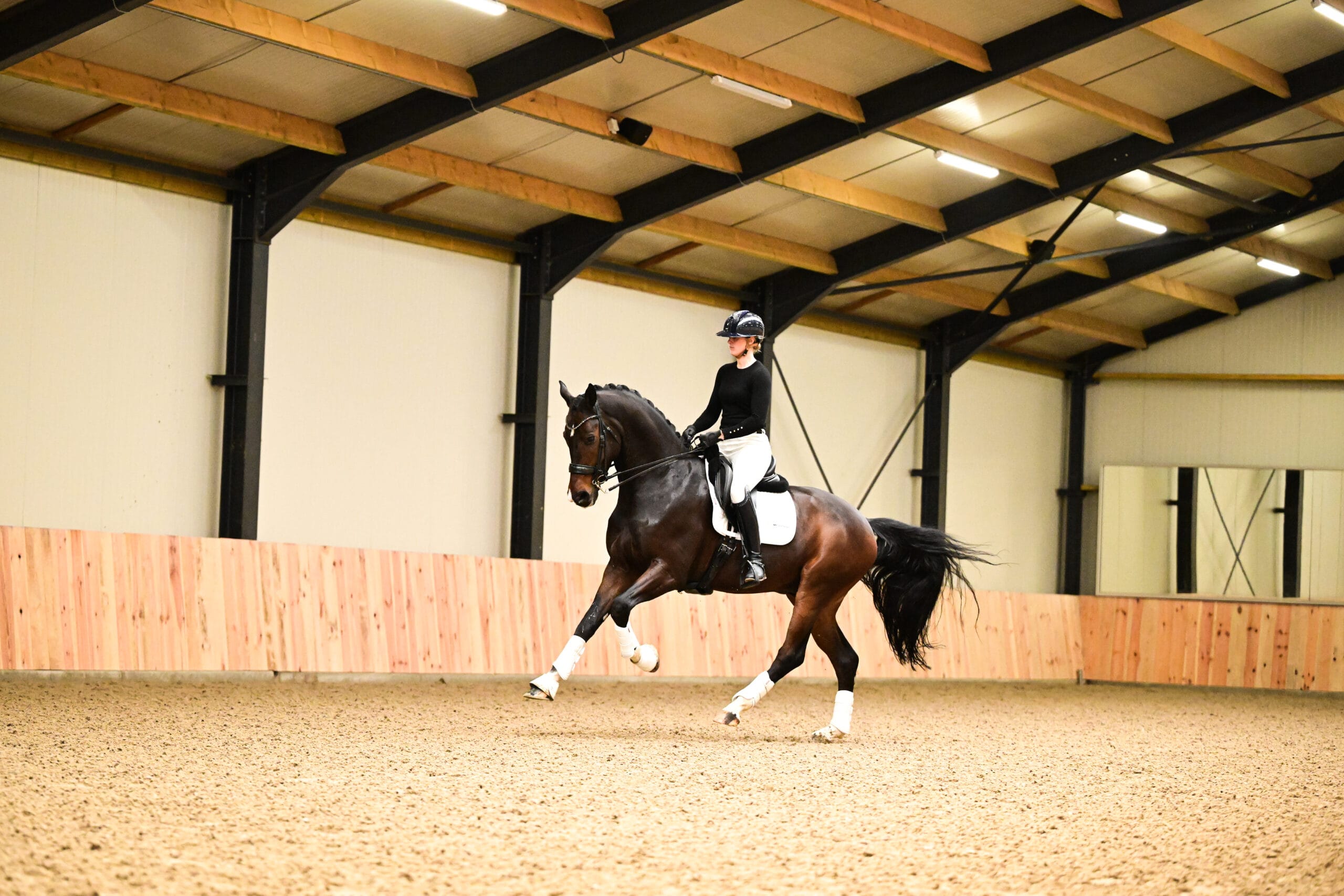 MH Sporthorses - Image 4