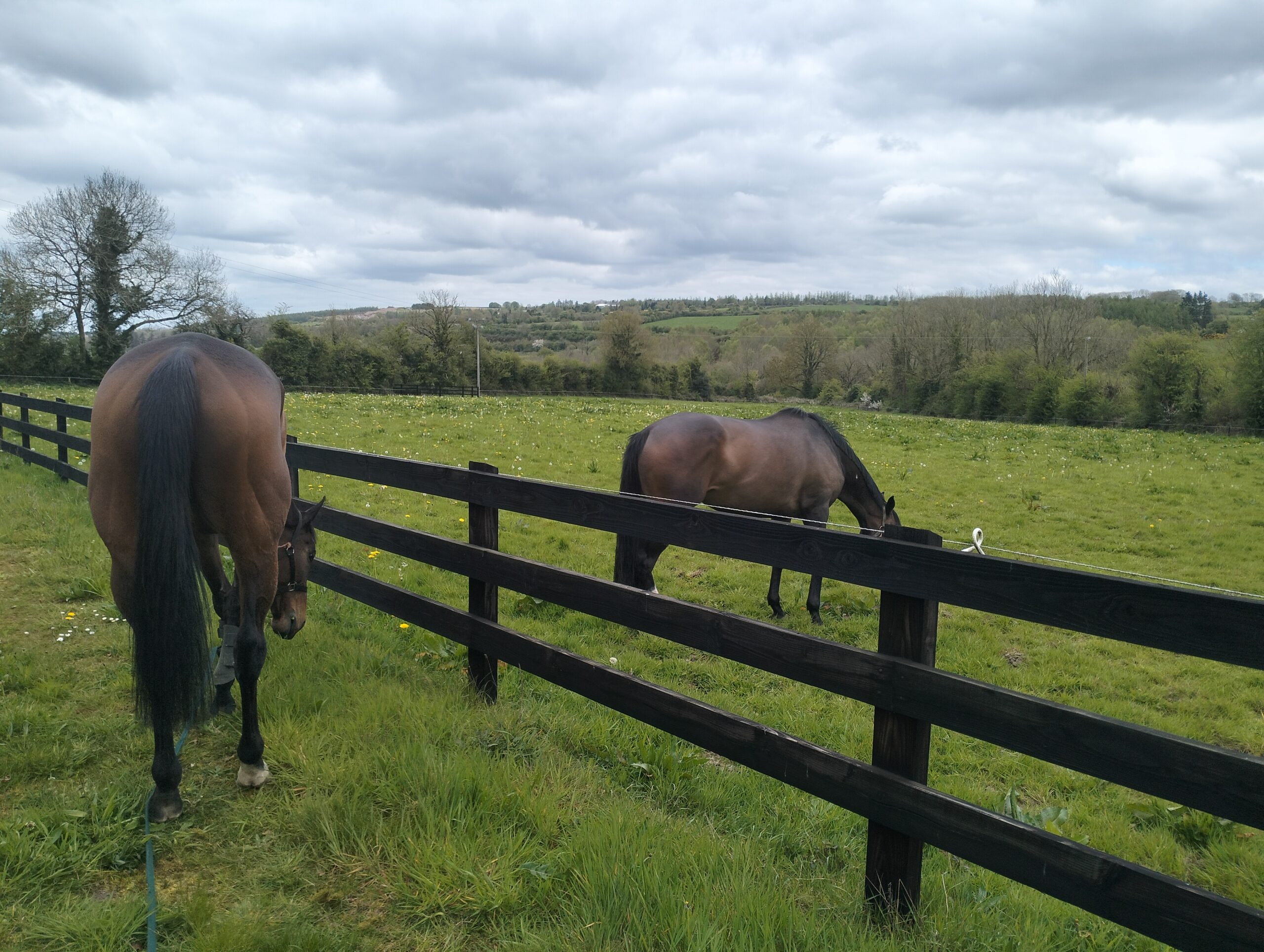 Small stable, maximum care - Image 2