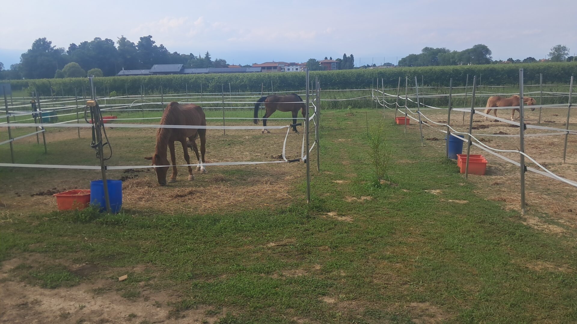 Exclusive Full Property at Royal Horse Club - Perfect for Your Horse's Needs - Image 4