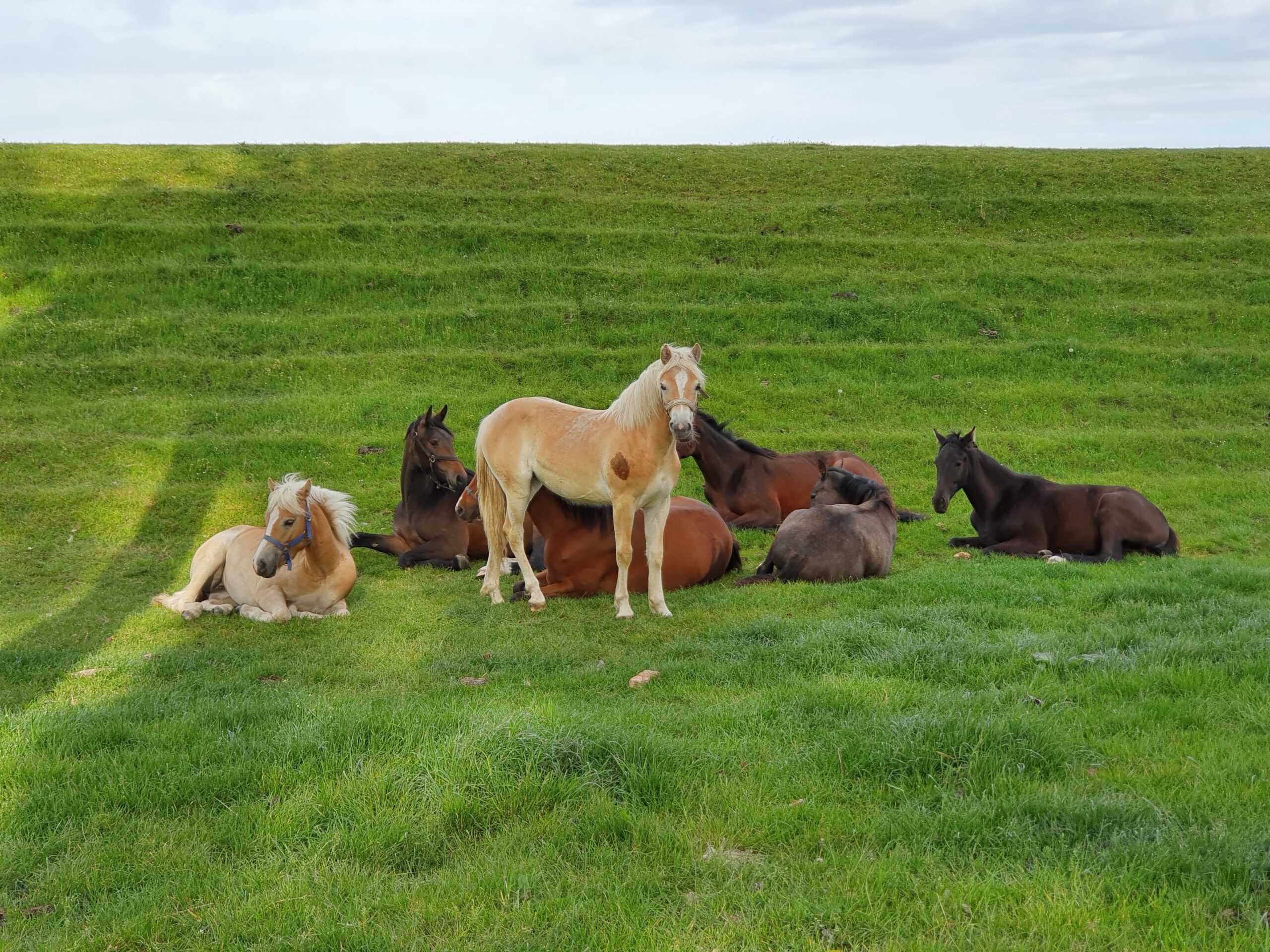 Stal Panser Elema - Image 5