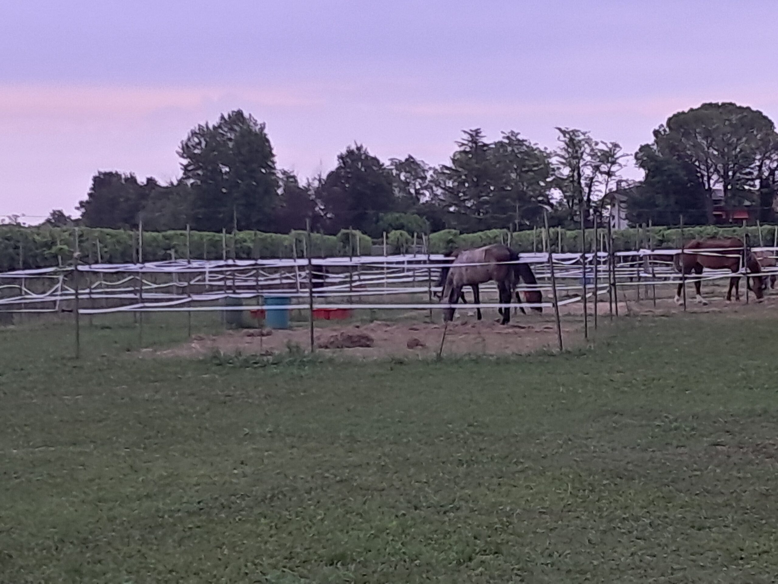 Exclusive Full Property at Royal Horse Club - Perfect for Your Horse's Needs - Image 3