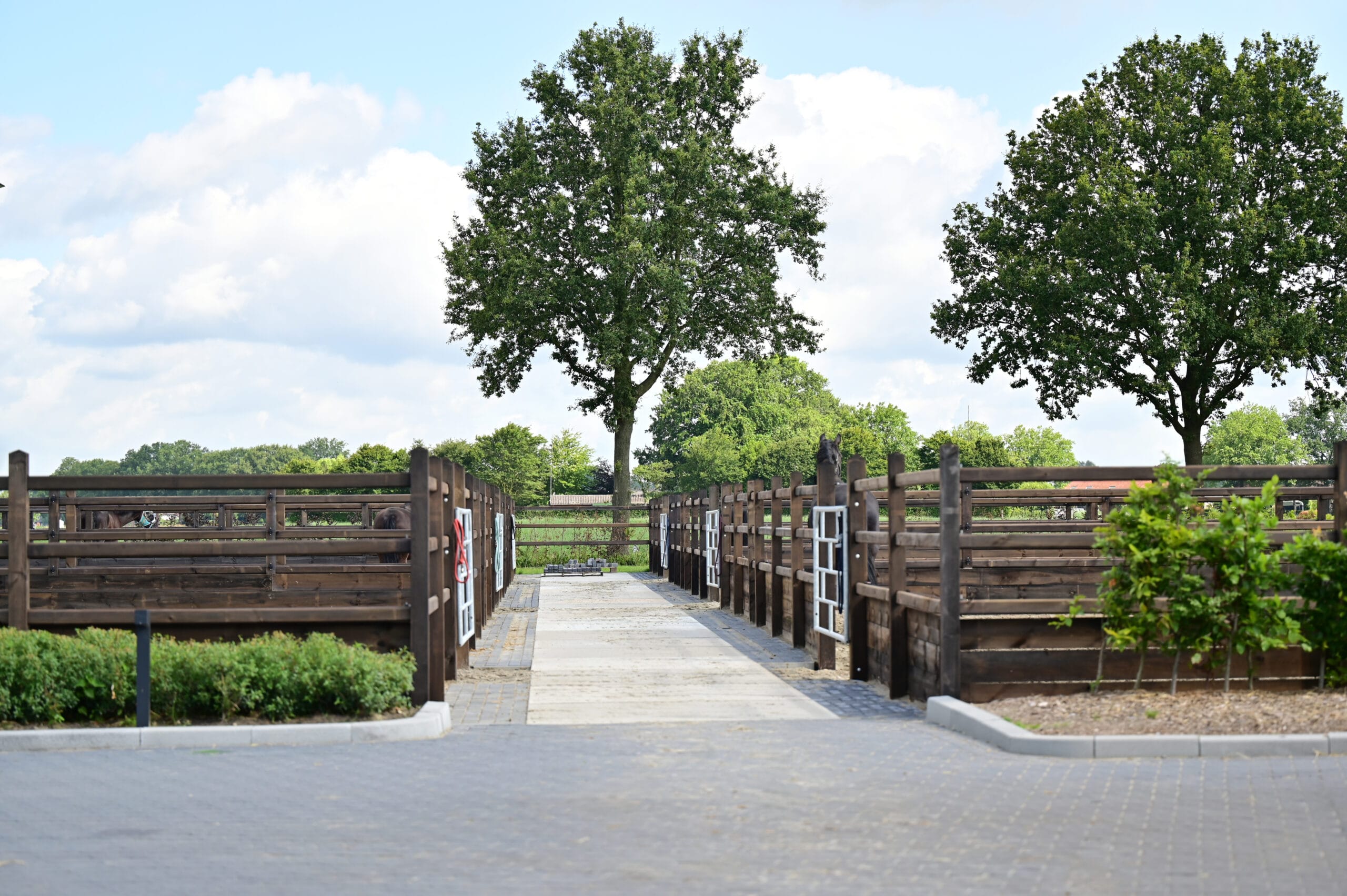 MH Sporthorses - Image 5